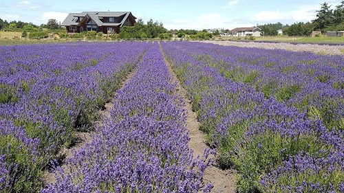 A vibrant lavender field stretches towards a house, with rows of purple flowers under a clear blue sky.