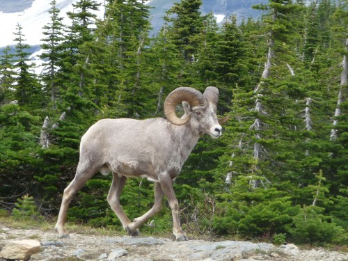 A bighorn sheep walks along a rocky path, surrounded by lush green trees and distant snowy mountains.