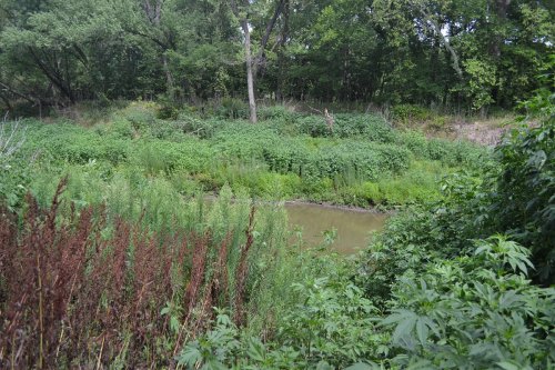 Lush green vegetation surrounds a small, muddy creek in a wooded area.