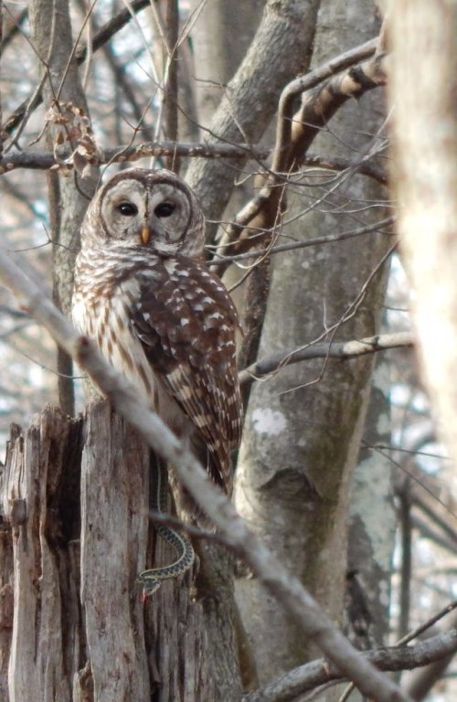 A barred owl perched on a tree stump, surrounded by bare branches, with a snake visible in the foreground.