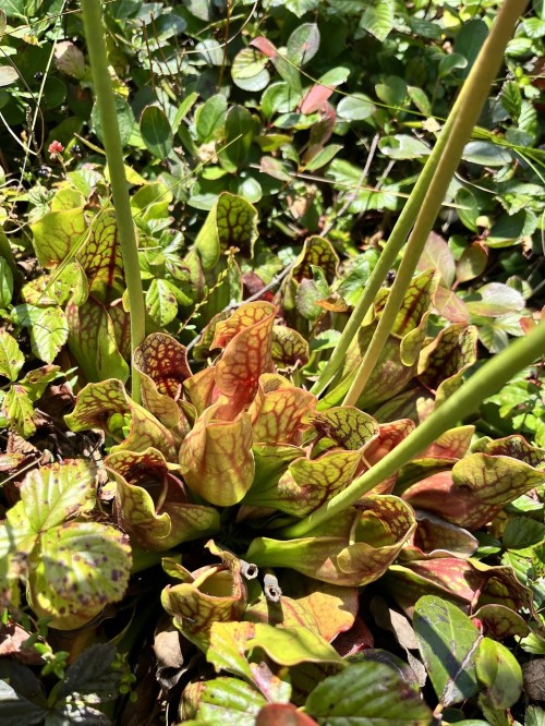 A vibrant cluster of pitcher plants with green and reddish leaves, surrounded by lush green foliage.