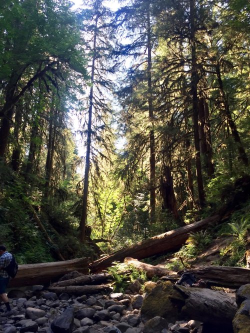 Sunlight filters through tall trees in a lush forest, with fallen logs and rocky ground creating a serene natural scene.