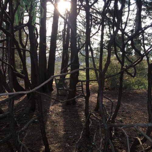 Sunlight filters through trees and twisted branches in a serene forest setting.