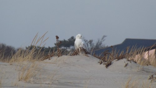A snowy owl perched on a sandy dune, surrounded by tall grass and a blurred background of trees and buildings.