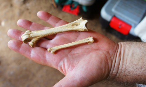 A hand holding two animal bones, one larger and one smaller, against a blurred background.