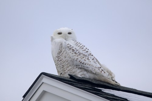 A snowy owl perched on a rooftop, looking curiously at the camera against a gray sky.