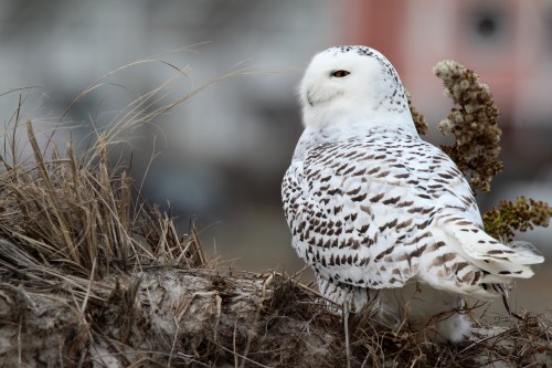A snowy owl perched on a grassy mound, showcasing its white and brown speckled feathers against a blurred background.