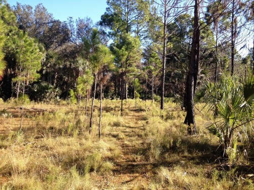 A sunlit forest path surrounded by tall trees and grassy undergrowth, with clear blue skies above.