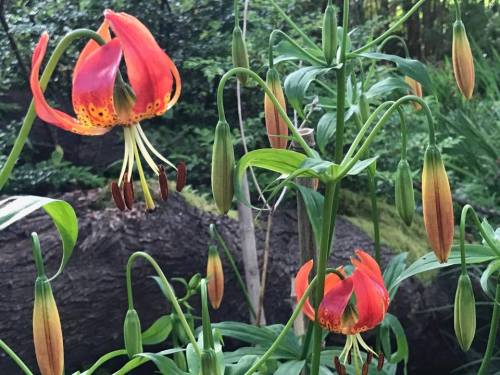 Vibrant orange and yellow flowers with green leaves, surrounded by buds in a lush garden setting.