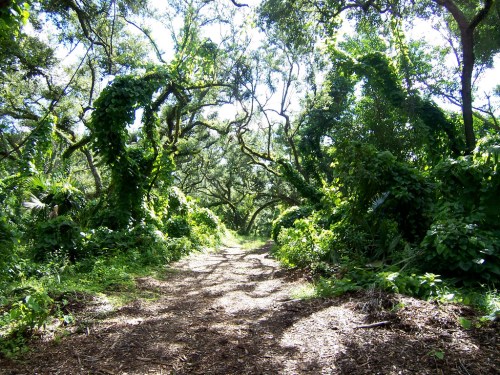 A lush, green forest path surrounded by trees and dense vegetation, dappled sunlight filtering through the leaves.