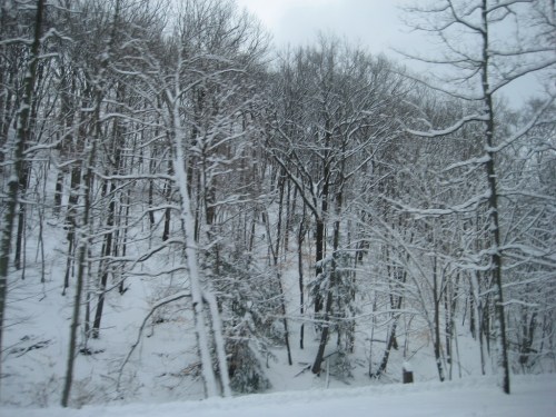 Snow-covered trees in a winter landscape, with a serene, white blanket of snow on the ground and branches.