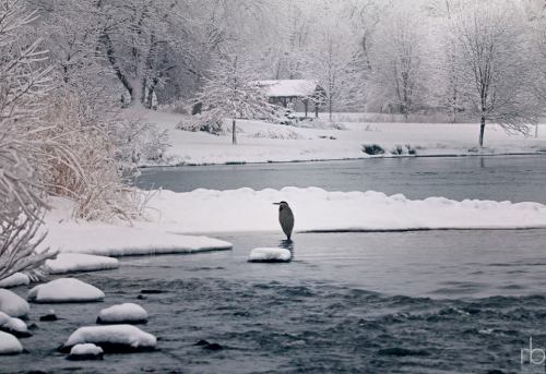 A snowy landscape with a river, a heron standing on a rock, and a cabin in the background surrounded by trees.