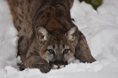 A close-up of a mountain lion crouching in the snow, with its ears perked and eyes focused.