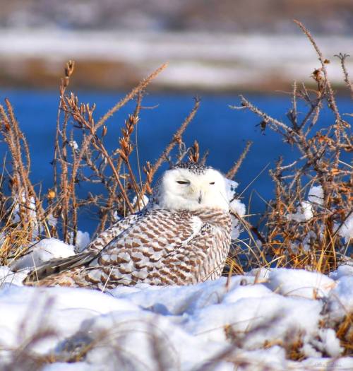 A snowy owl resting on the ground, surrounded by snow and sparse vegetation, with a blue background.