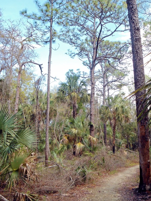 A scenic view of a forest path surrounded by tall trees and lush greenery, including palm plants.