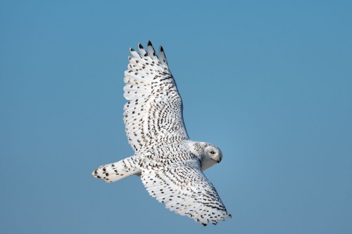 A snowy owl glides gracefully against a clear blue sky, showcasing its striking white and black patterned feathers.