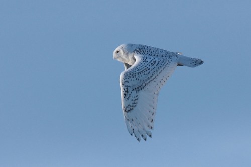 A snowy owl glides gracefully through a clear blue sky, showcasing its white feathers and dark markings.