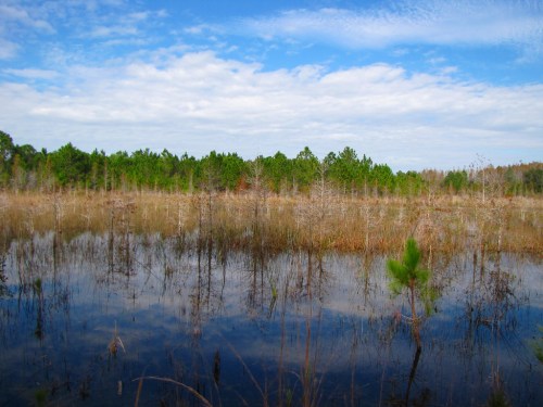 A serene wetland scene with tall grasses and trees reflected in calm water under a blue sky with scattered clouds.