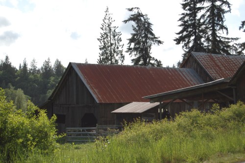 A rustic barn with a rusted roof, surrounded by tall trees and lush greenery under a cloudy sky.
