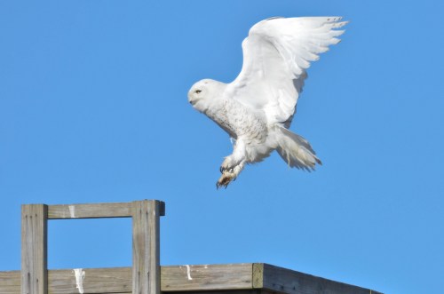 A snowy owl in flight, descending towards a wooden structure against a clear blue sky.