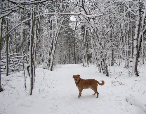 A brown dog stands on a snowy path surrounded by trees covered in snow.