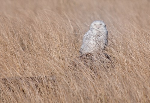 A snowy owl perched on a log amidst tall, golden grass in a natural setting.