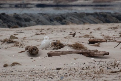 A snowy owl perched on sandy beach debris, surrounded by driftwood and sparse vegetation.