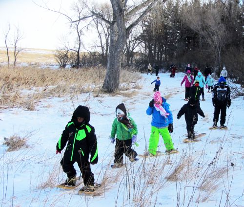 Children wearing winter clothing snowshoeing through a snowy landscape with trees and tall grass in the background.