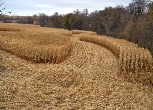 Autumn corn harvest underway in Nebraska with golden fields ready for gathering.