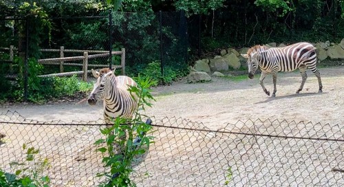 Two zebras walking in a fenced enclosure surrounded by greenery.