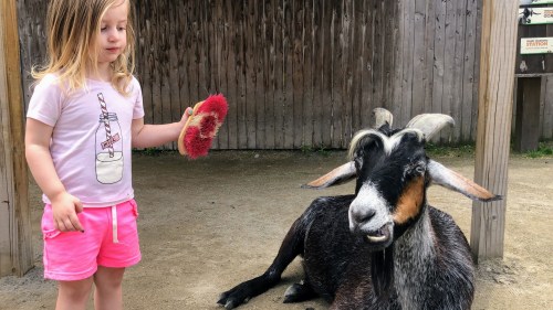 A young girl in a pink outfit brushes a goat in a petting zoo setting. The goat is lying down, looking at her.