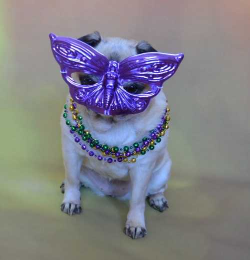 A pug wearing a purple butterfly mask and colorful beads, sitting against a soft, pastel background.