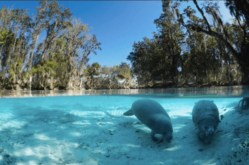 Two manatees swim in clear blue water surrounded by lush trees and sunlight.