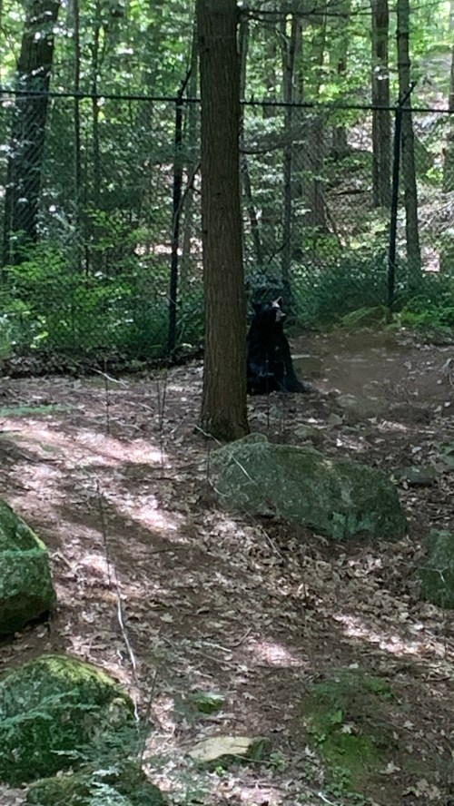 A bear sits near a tree in a wooded area, partially obscured by foliage and rocks, with a fence in the background.