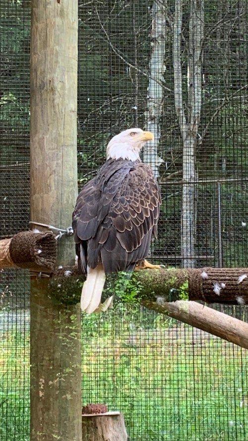 A bald eagle perched on a wooden branch, facing away, with a blurred natural background.