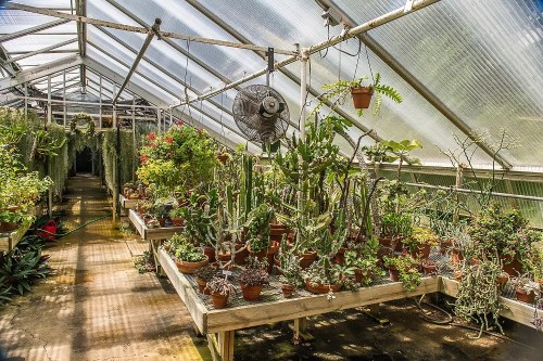 A greenhouse filled with various potted plants and cacti, with sunlight streaming through the glass roof.