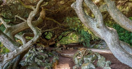 Twisted tree branches arch over a winding path surrounded by lush greenery and rocky formations.