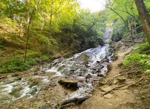 A serene forest scene featuring a cascading waterfall surrounded by lush greenery and a dirt path.
