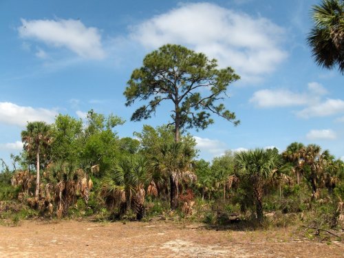 A sunny landscape featuring a tall pine tree surrounded by various palm trees and lush greenery under a blue sky.