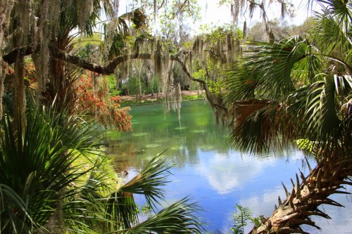 Lush greenery surrounds a tranquil lake, reflecting trees and Spanish moss in a serene natural setting.