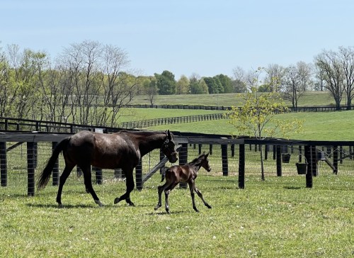 A mare and her foal walk together in a green pasture with wooden fences and trees in the background.