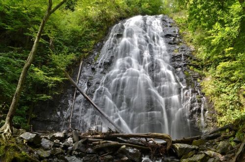 A cascading waterfall flows over dark rocks, surrounded by lush green foliage and fallen tree branches.