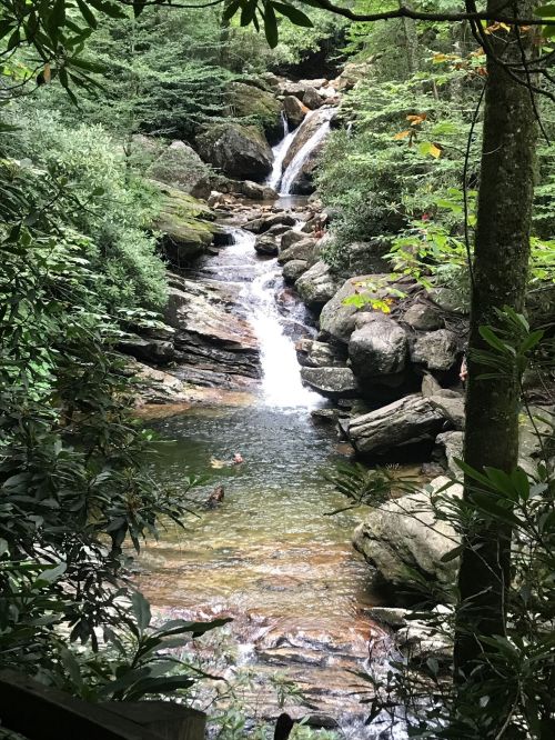 A serene forest scene featuring a cascading waterfall flowing into a clear pool surrounded by lush greenery and rocks.