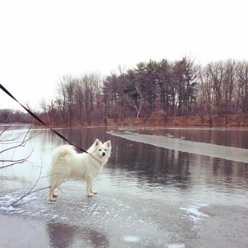 A fluffy white dog stands on the edge of a frozen river, surrounded by bare trees and a cloudy sky.
