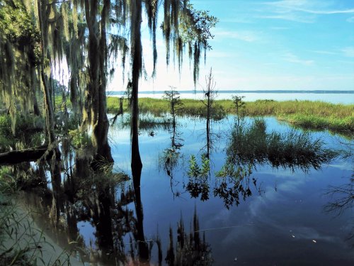 A serene wetland scene with trees draped in Spanish moss, reflecting in calm waters under a clear blue sky.
