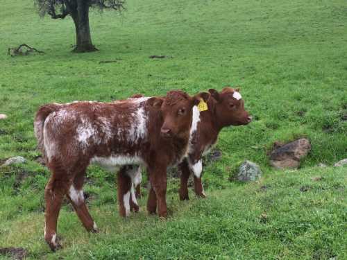 Two brown and white calves stand in a green pasture, with a tree and rocks in the background.