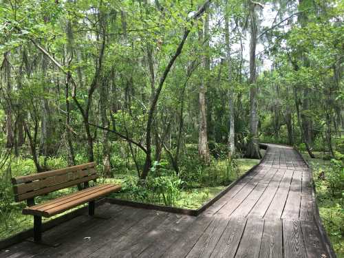 A wooden boardwalk winds through a lush green forest, with a bench beside it for resting.