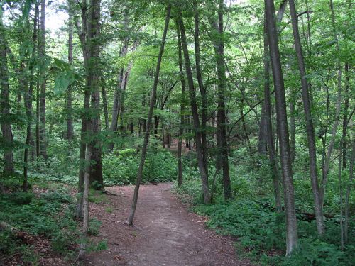 A winding dirt path through a lush green forest with tall trees and dense foliage on either side.