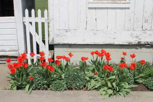 A row of vibrant red tulips blooming beside a weathered white building and a picket fence.