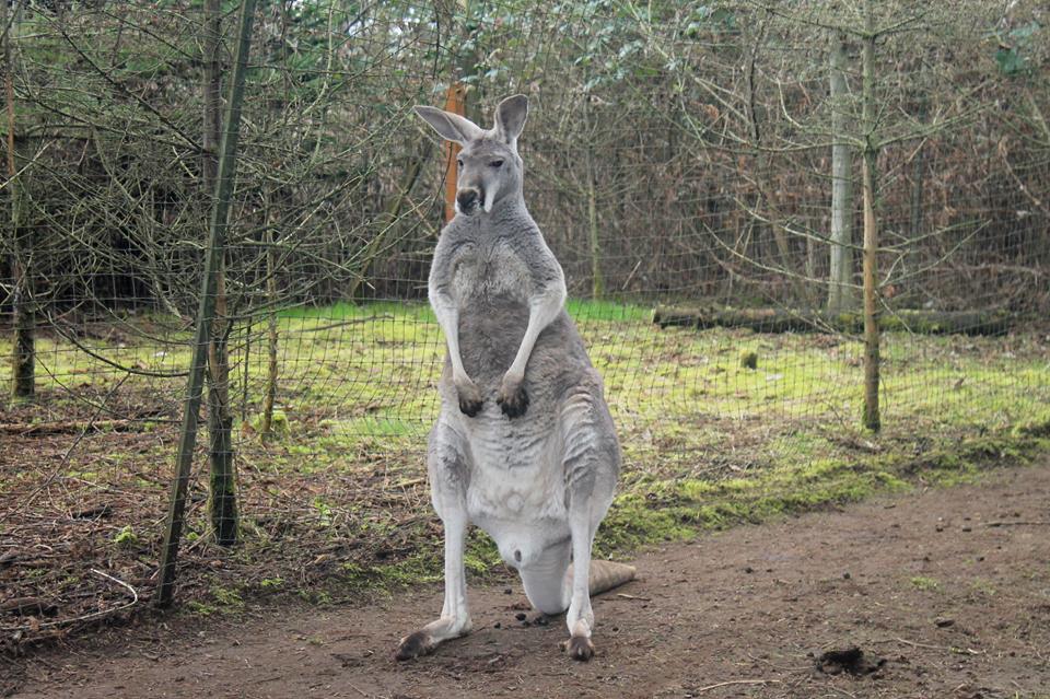 The Outback Kangaroo Farm In Washington Is A Must-See Attraction